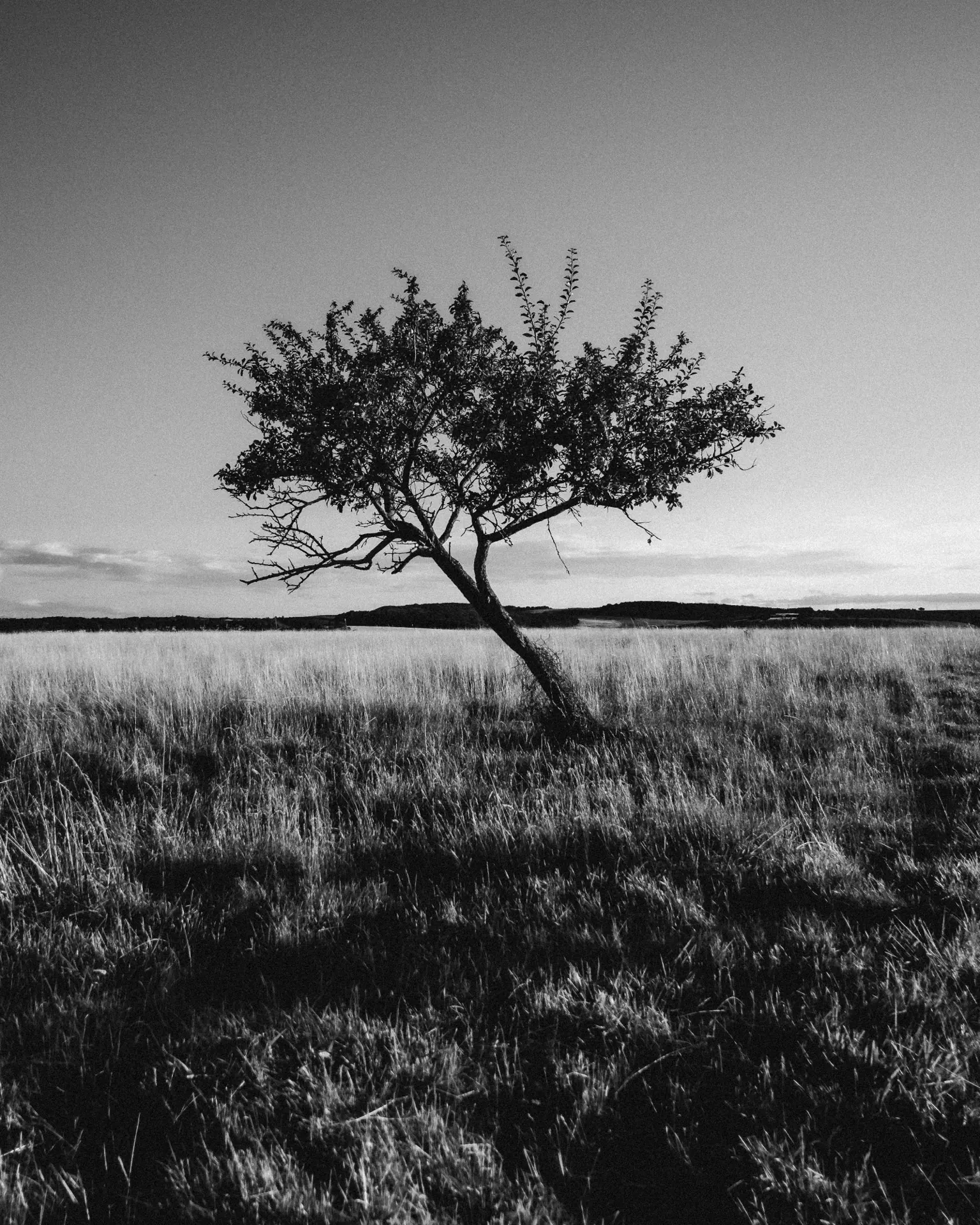 Arbre isolé dans une prairie en noir et blanc
